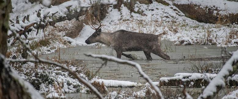Northwest Trek caribou