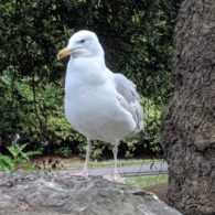 bird count Erika's Picks 12/17/20