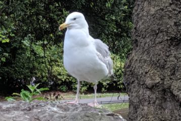 bird count Erika's Picks 12/17/20