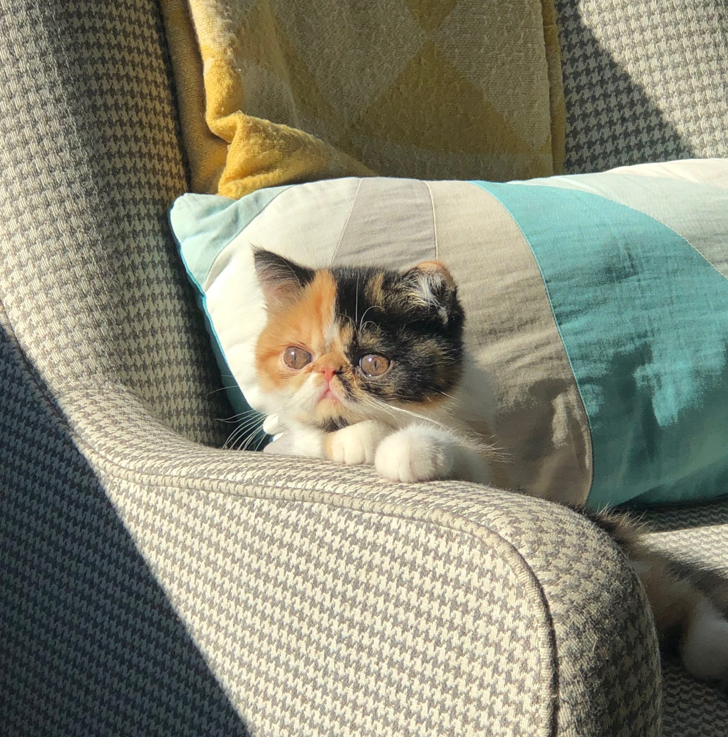 honorable mention family pet contest