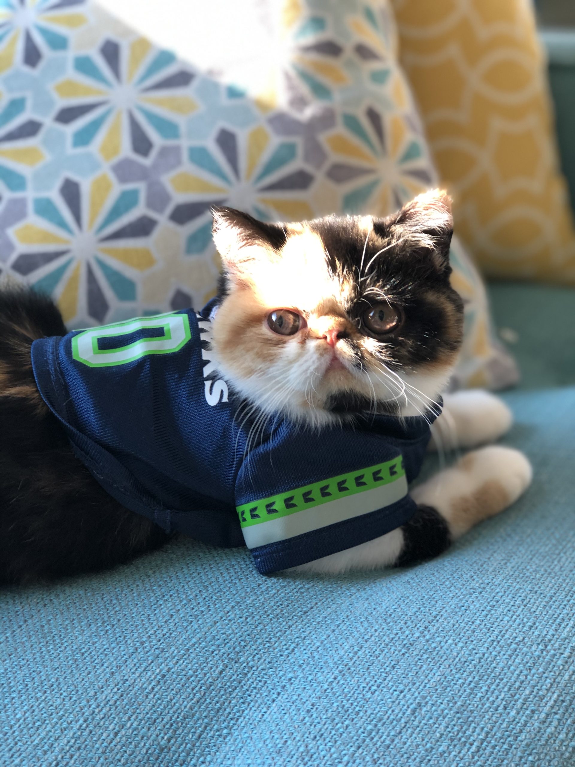 honorable mention family pet contest