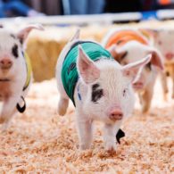Puyallup Spring Fair