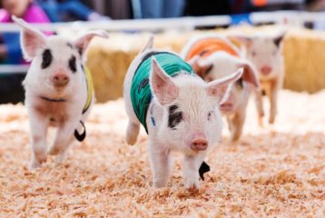 Puyallup Spring Fair