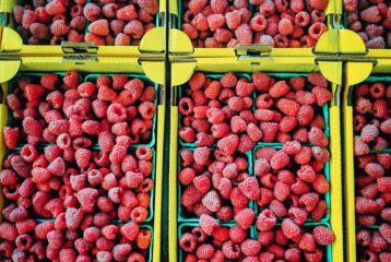 Close-up of ripe raspberries from u-pick farms