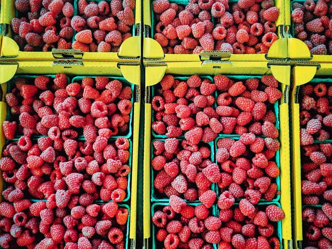 Close-up of ripe raspberries from u-pick farms