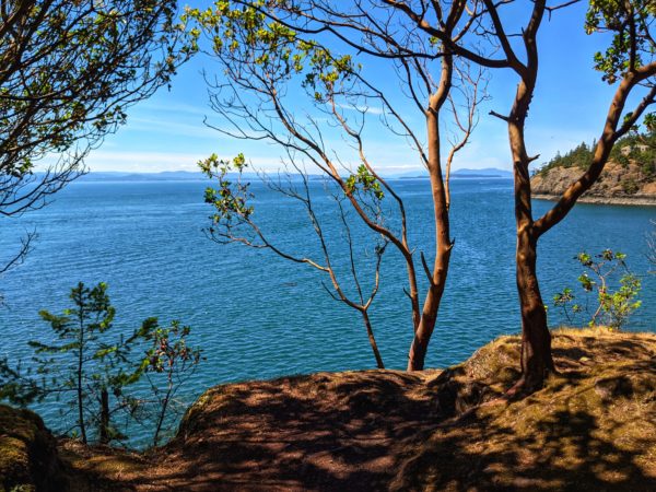 Madrona trees at lime kiln point 
