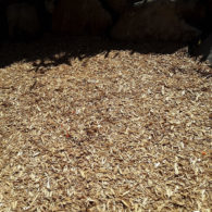 needles at playground