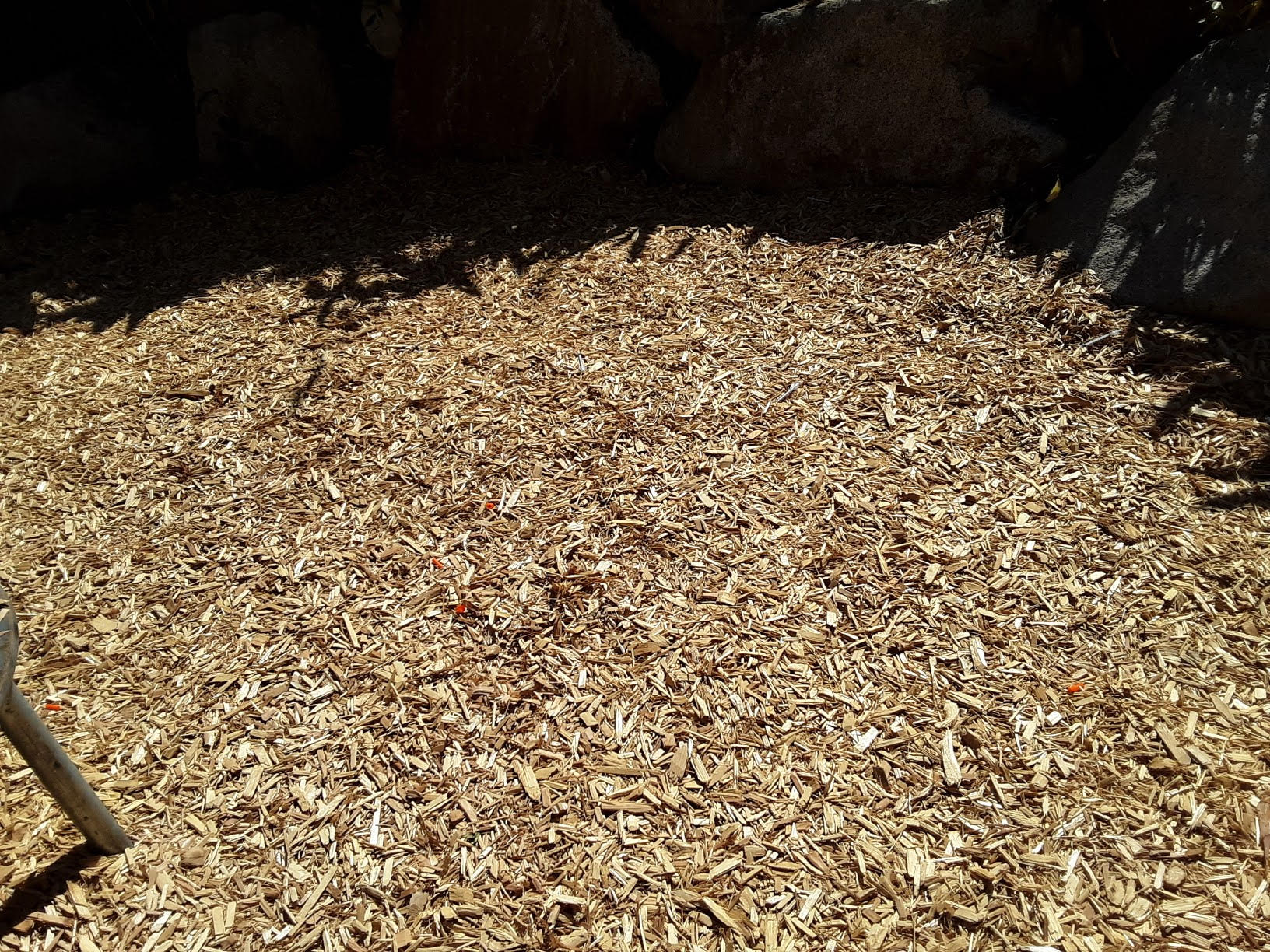 needles at playground