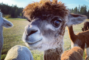 Pack out to see Alpacas