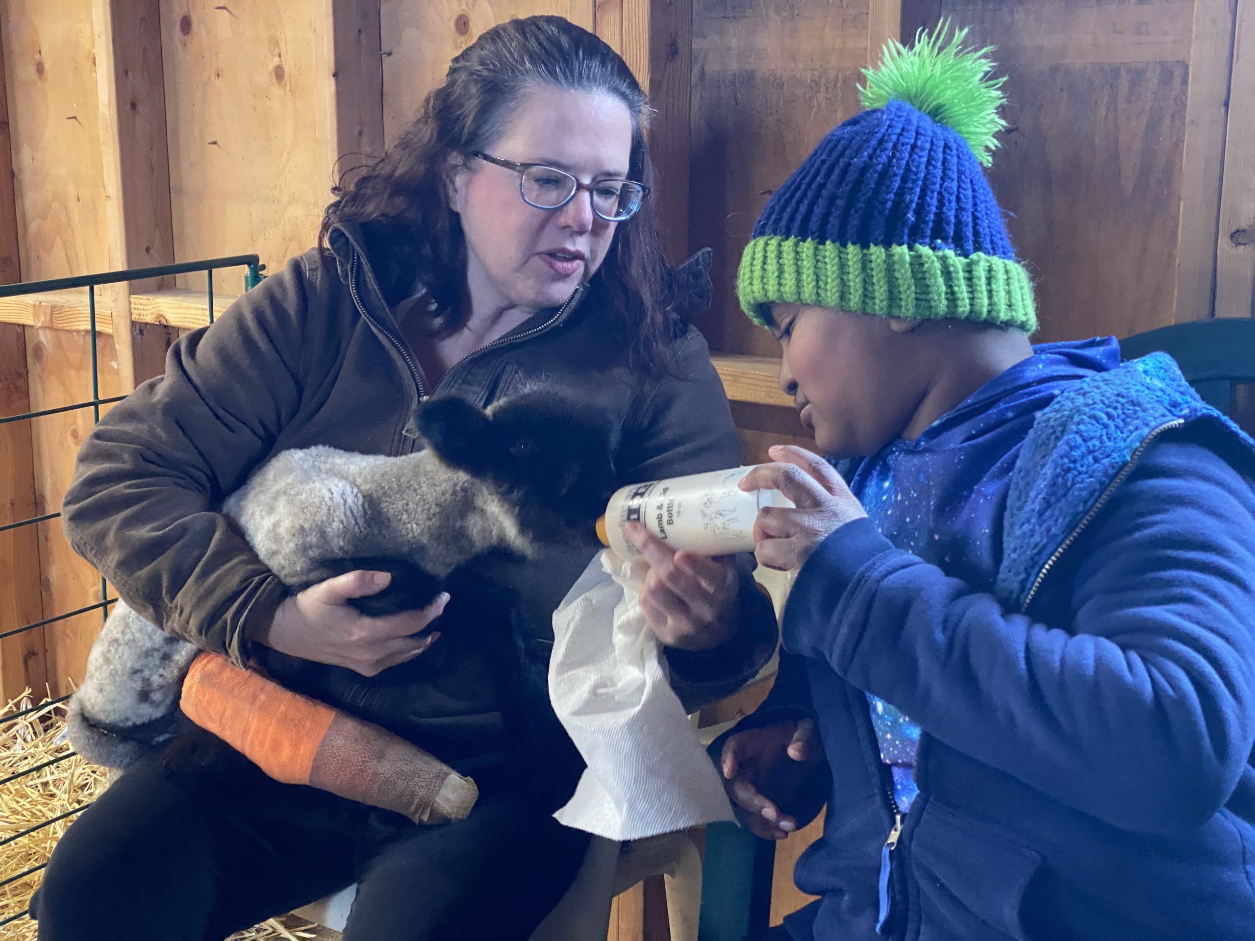 Bottle-feeding a lamb that was hurt at the farm