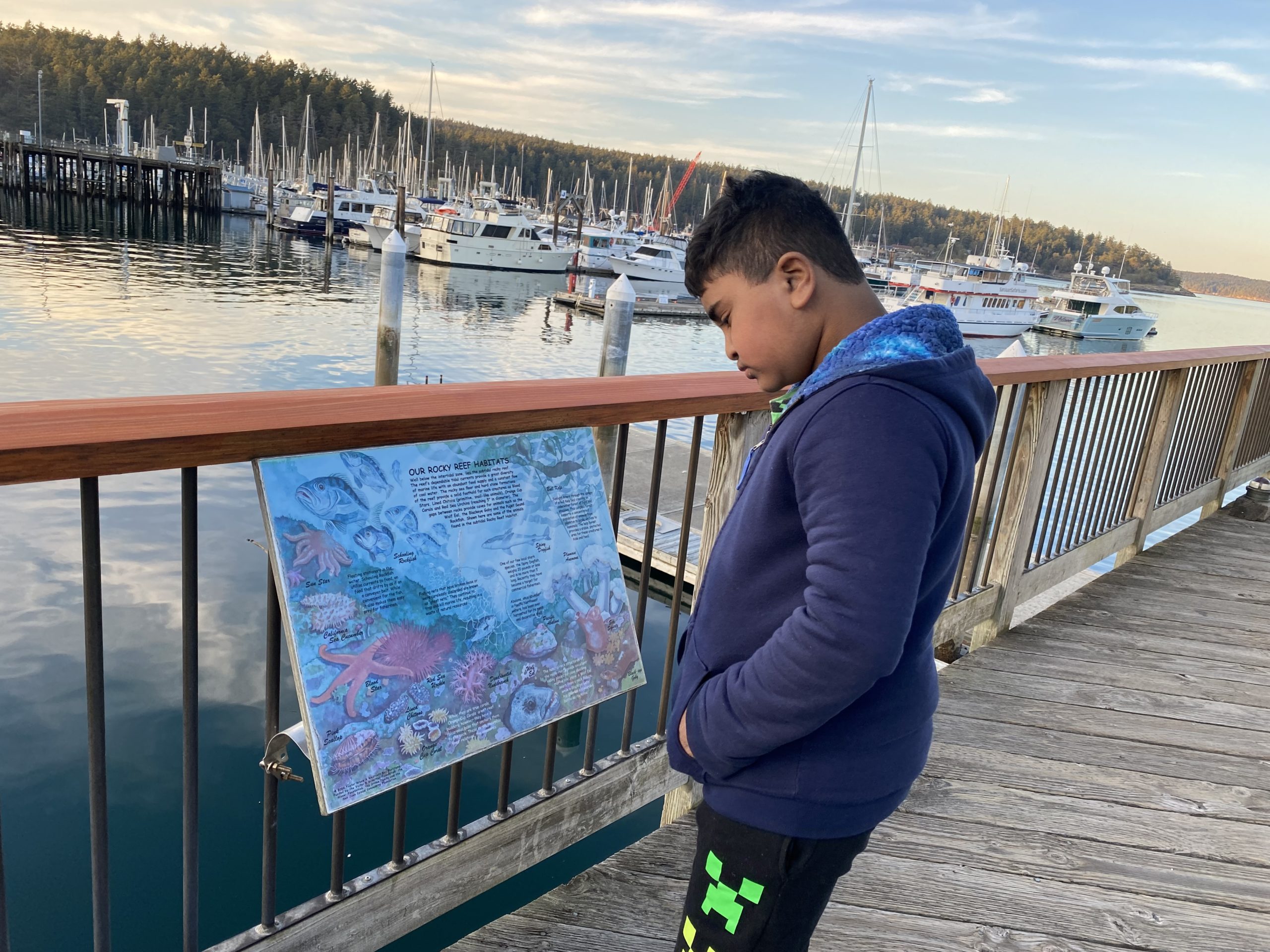 Reading all about the sea life surrounding San Juan Island