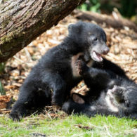 Woodland Park Zoo sloth babies receive names