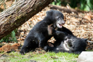 Woodland Park Zoo sloth babies receive names