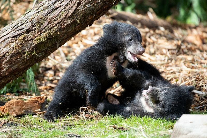 Woodland Park Zoo sloth babies receive names