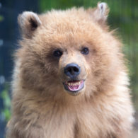 Woodland Park Zoo bear cub
