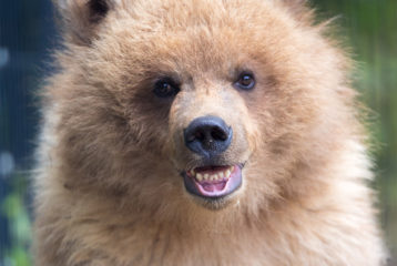 Woodland Park Zoo bear cub