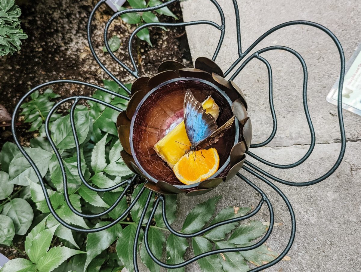 Watch butterflies suck nectar from fruits and flowers