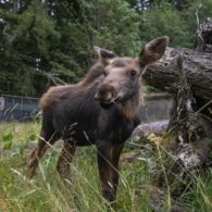 Three moose calves at Northwest Trek