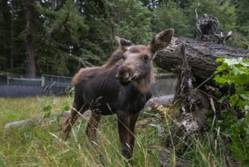 Three moose calves at Northwest Trek