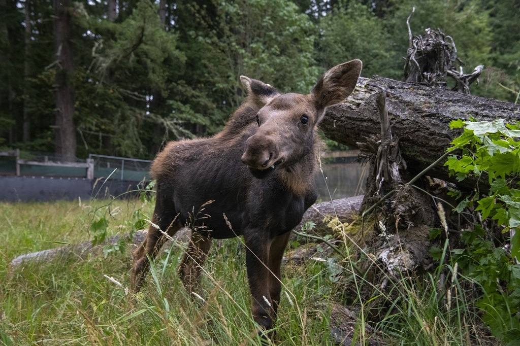 Three moose calves at Northwest Trek