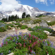 Wildflowers at Mt. Rainier National Park