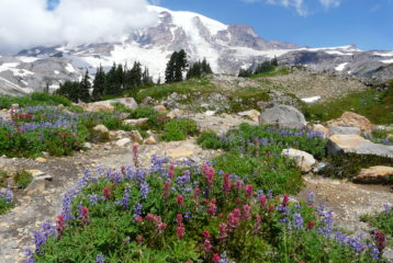 Wildflowers at Mt. Rainier National Park