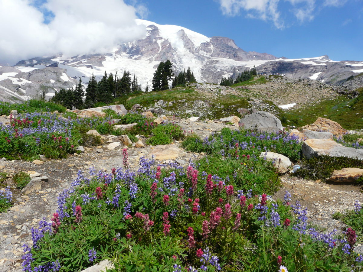Wildflowers at Mt. Rainier National Park