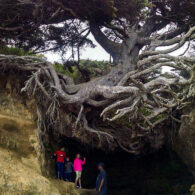 Visit the The Tree of Life on the Olympic Peninsula this fall