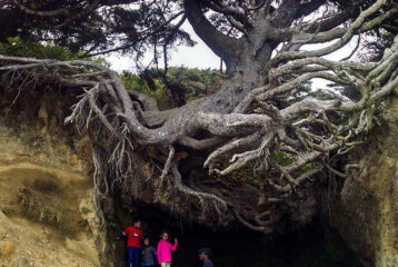 Visit the The Tree of Life on the Olympic Peninsula this fall