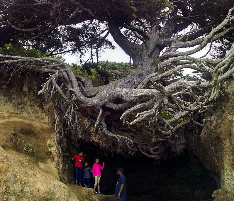 Visit the The Tree of Life on the Olympic Peninsula this fall
