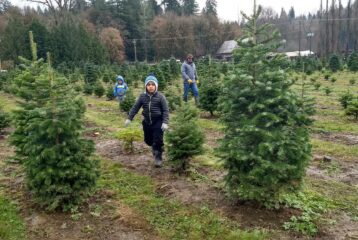 Rows and rows of Christmas tree, ready to be cut