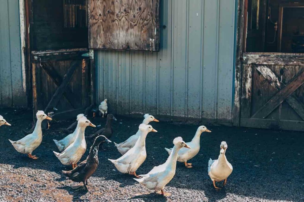 Watch all the animals at Enchanted Farms.