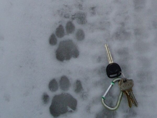 winter animal tracking