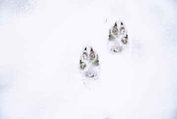winter animal tracking