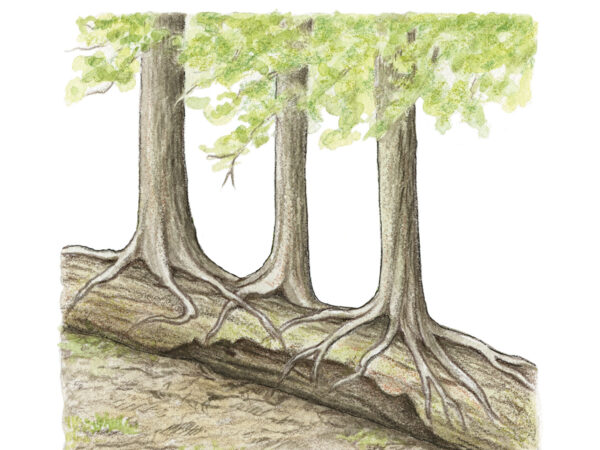 Curious Kids nature journal cohen