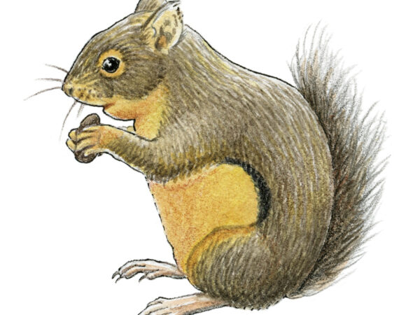 Curious Kids Nature Journal cohen