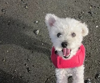 off leash beaches Washington