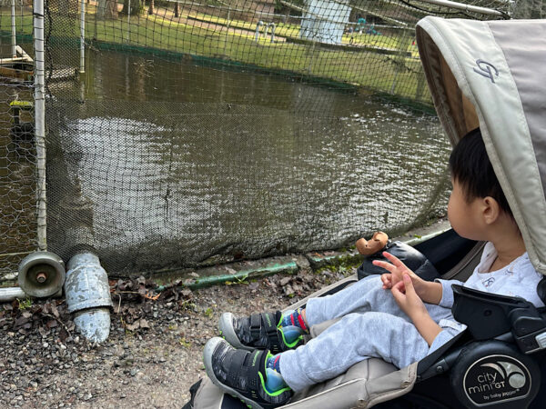 Child in stroller at the trout fish hatchery in Whatcom Falls Park, Bellingham, Washington, observing circular pens of trout