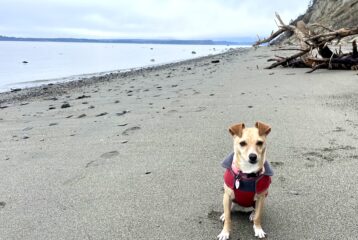off leash beaches washington