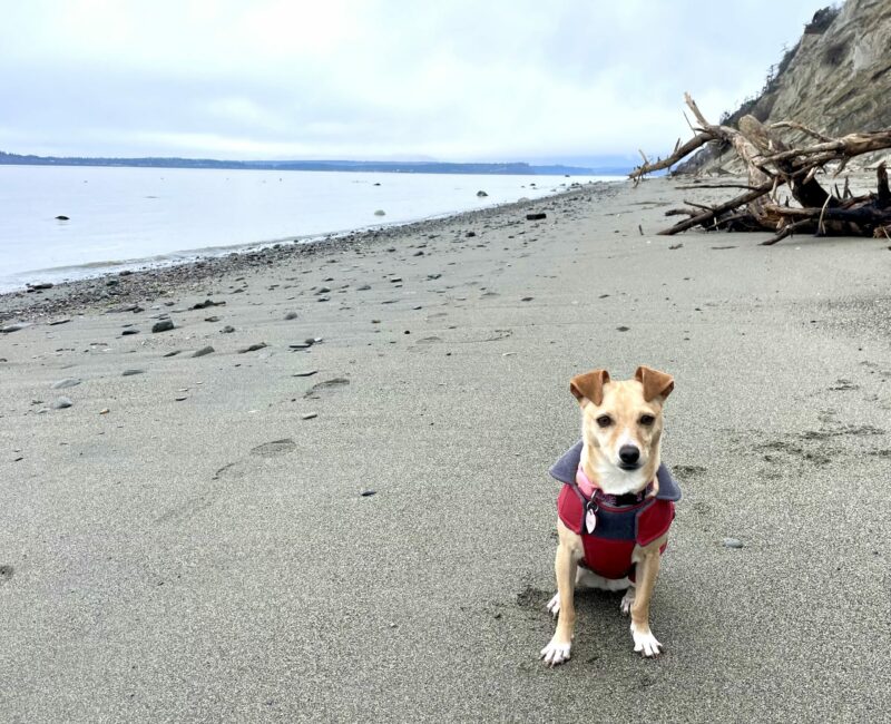 off leash beaches washington