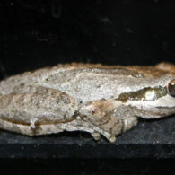 Pacific Chorus frog Equinox
