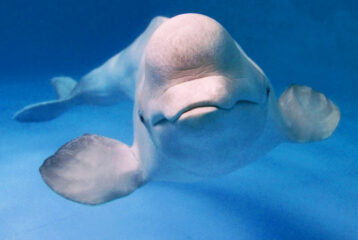 Just say no kids music