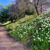 doug bayley daffodils