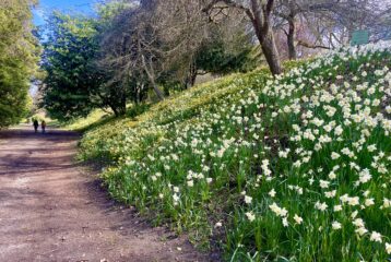 doug bayley daffodils