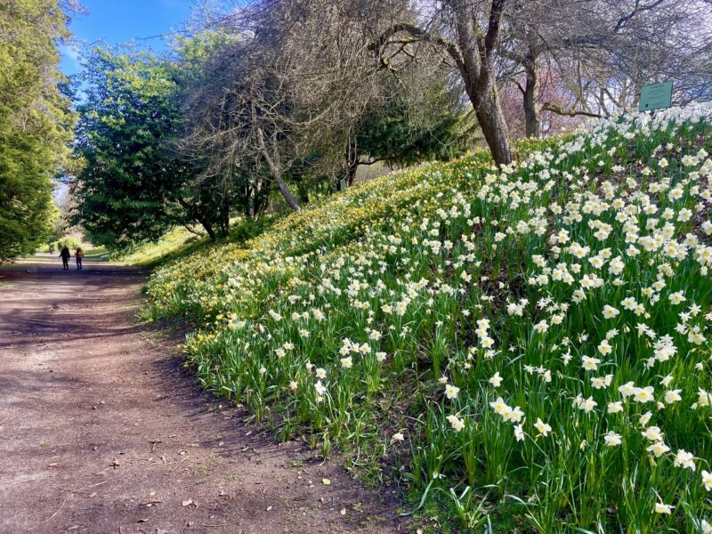 doug bayley daffodils