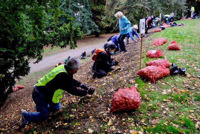 Doug Bayley daffodils