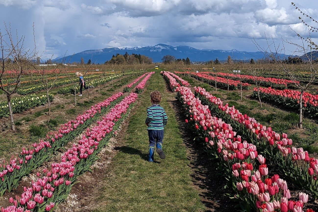 Rows are wide enough for kids to run through the tulip fields at Tulip Valley Farm