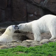 Point Defiance polar bears