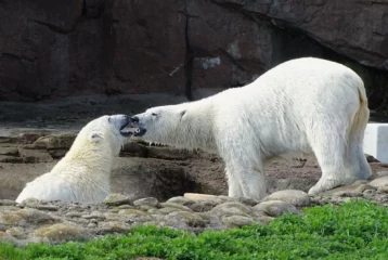 Point Defiance polar bears