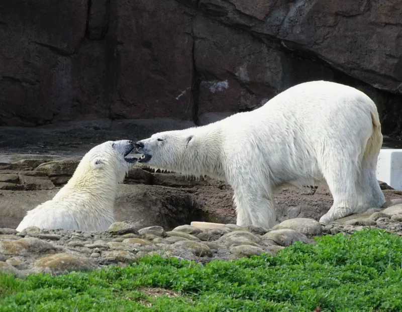 Point Defiance polar bears
